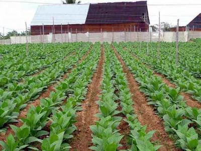 Siembra de tabaco en doble hilera