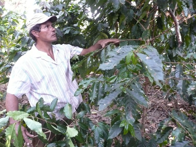 Salvador Ferrales - Café