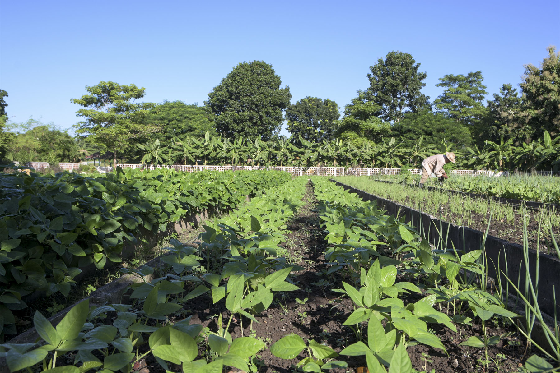 Agricultura5