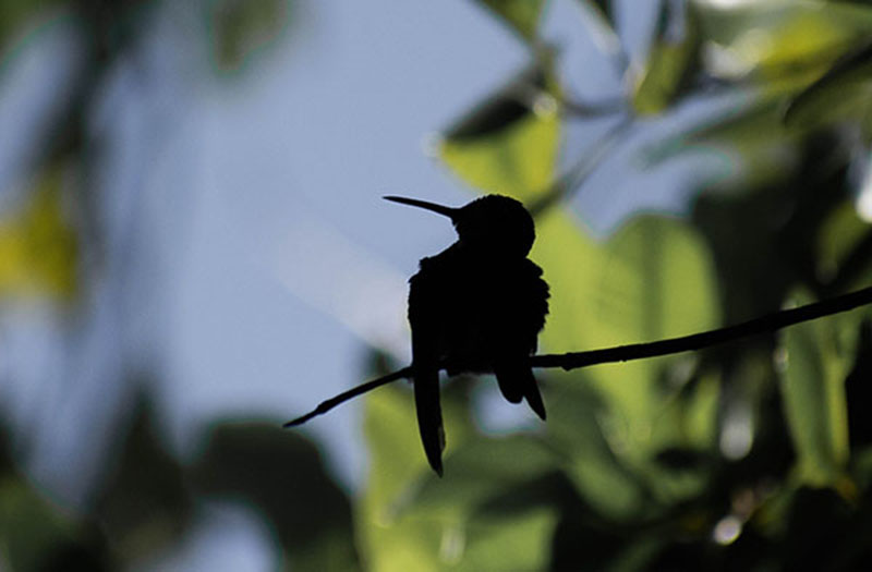 Pájaro Cuba