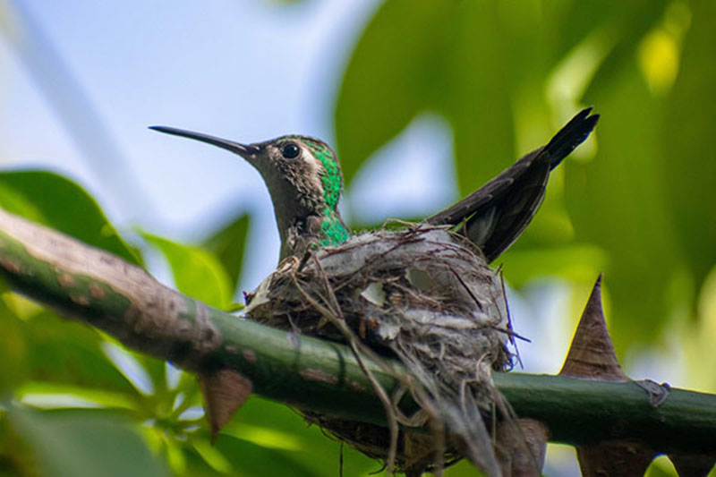 Pájaro Cuba 2