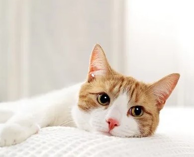 Gato de mascota Gato de mascota