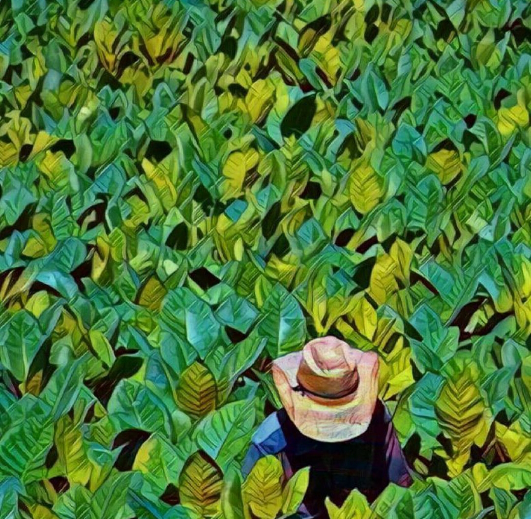 Campesino 