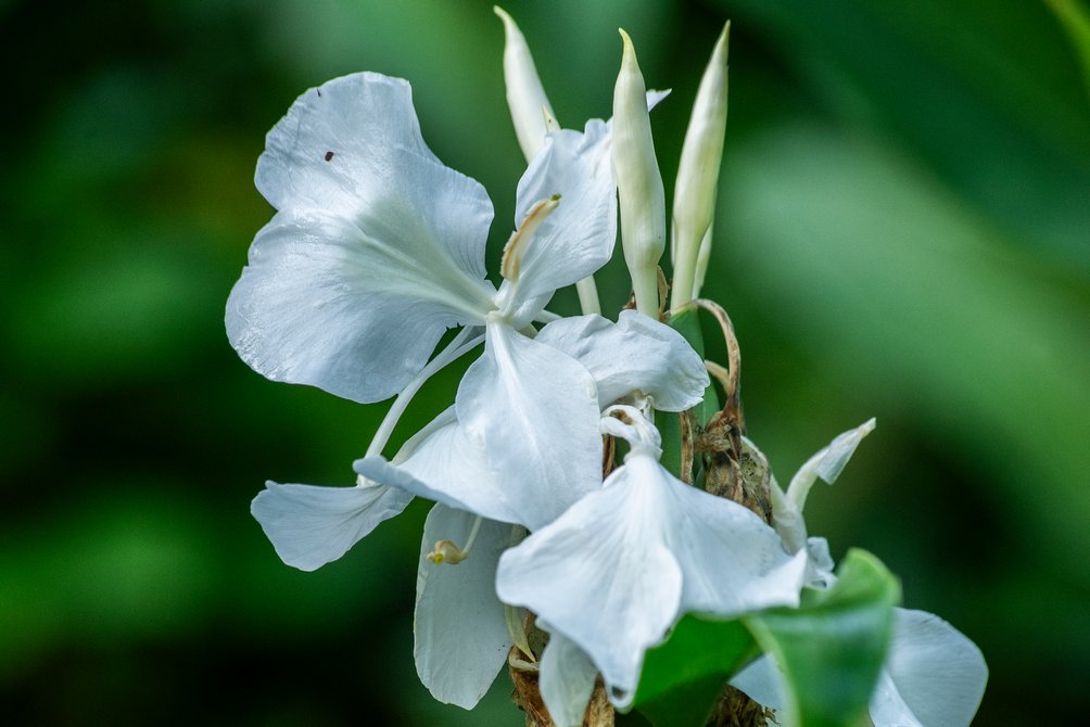 La mariposa blanca, nuestra flor nacional