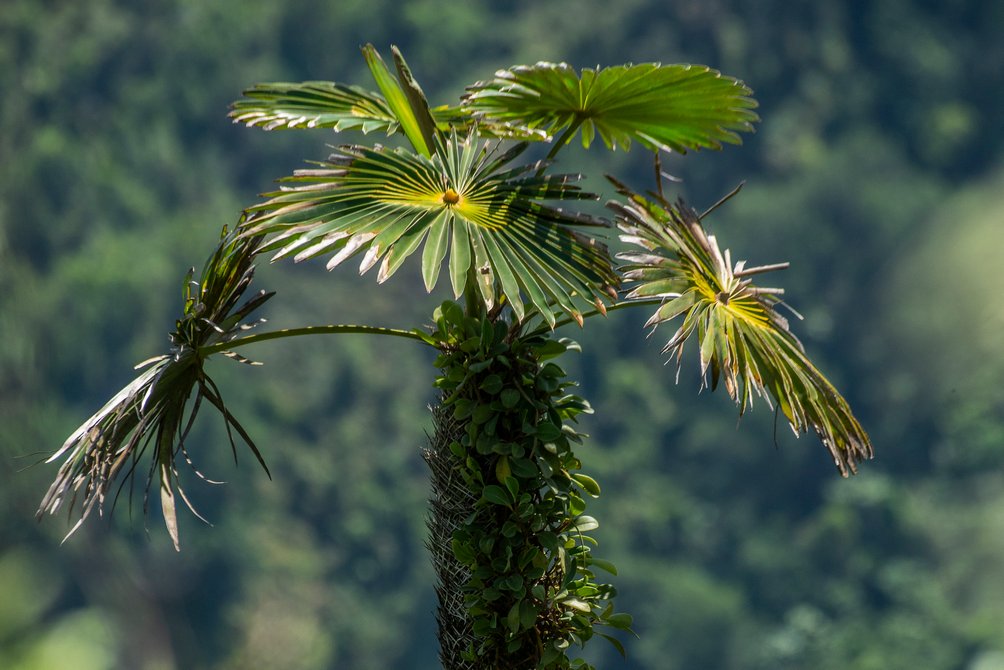 Una de las plantas endémicas del Yunque.