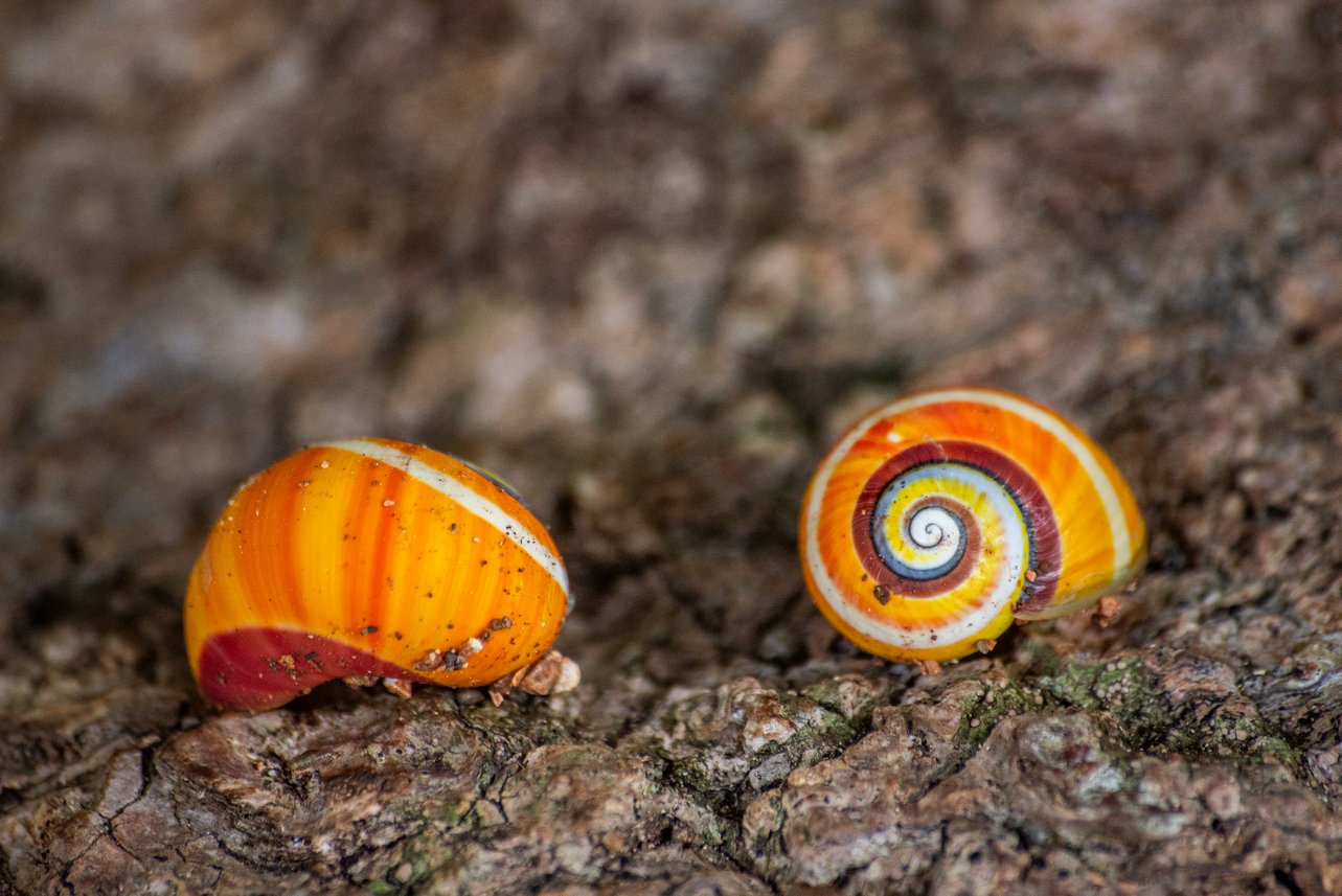 Polymita picta Polymita picta