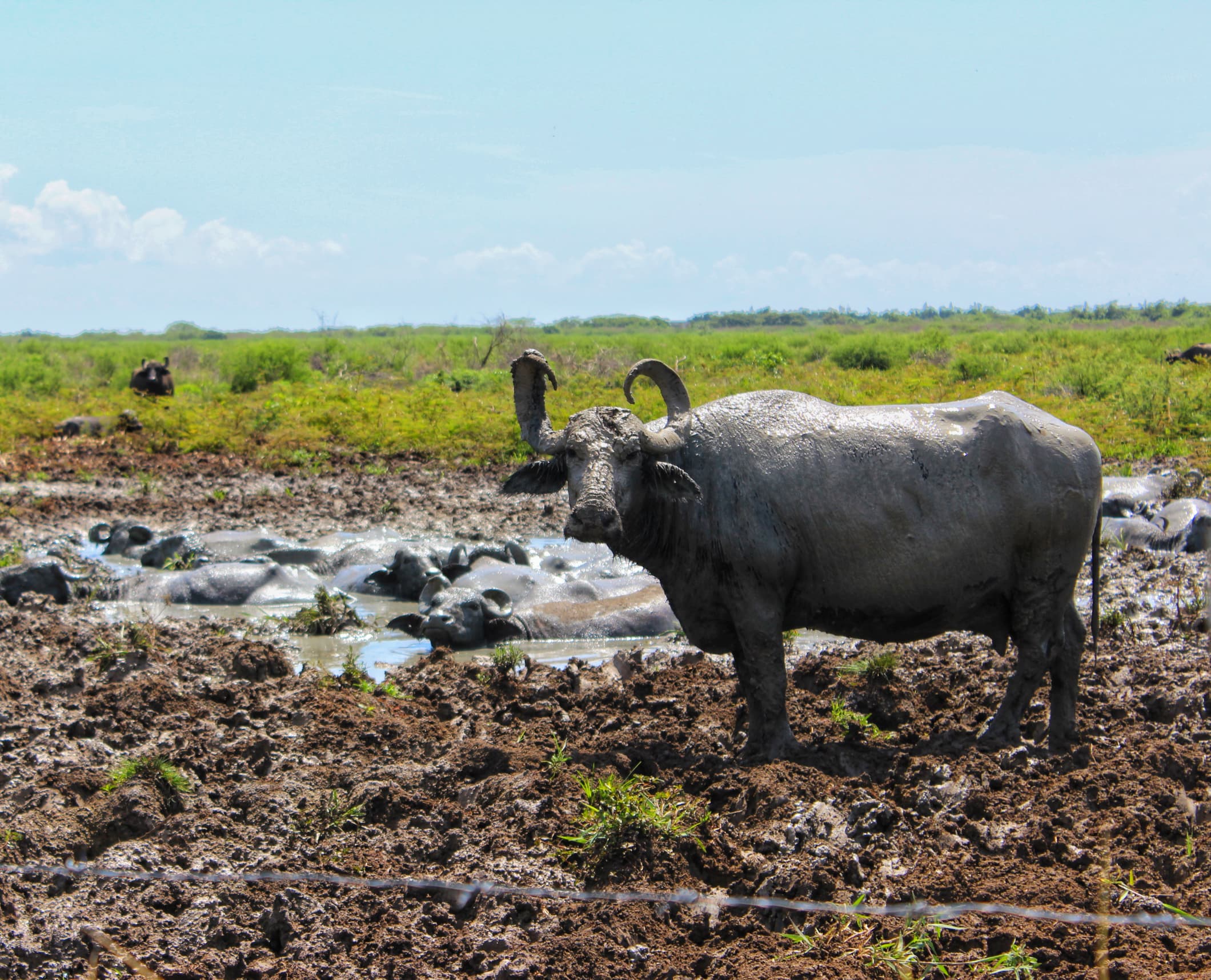 La Venecia de Cuba: Isabela de Sagua 