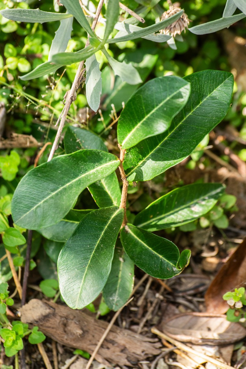 Ocho metros de botánica costera Ocho metros de botánica costera
