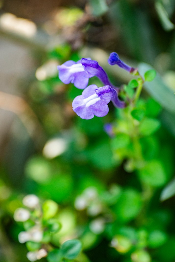 Ocho metros de botánica costera Ocho metros de botánica costera
