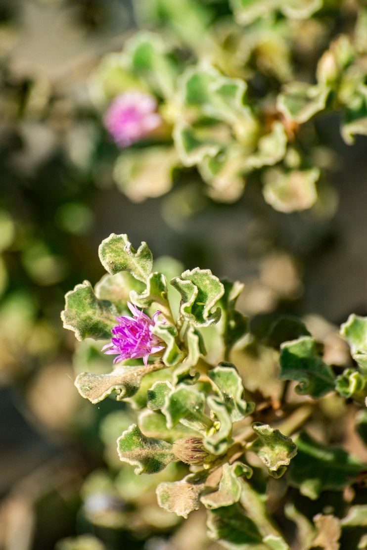 Ocho metros de botánica costera Ocho metros de botánica costera