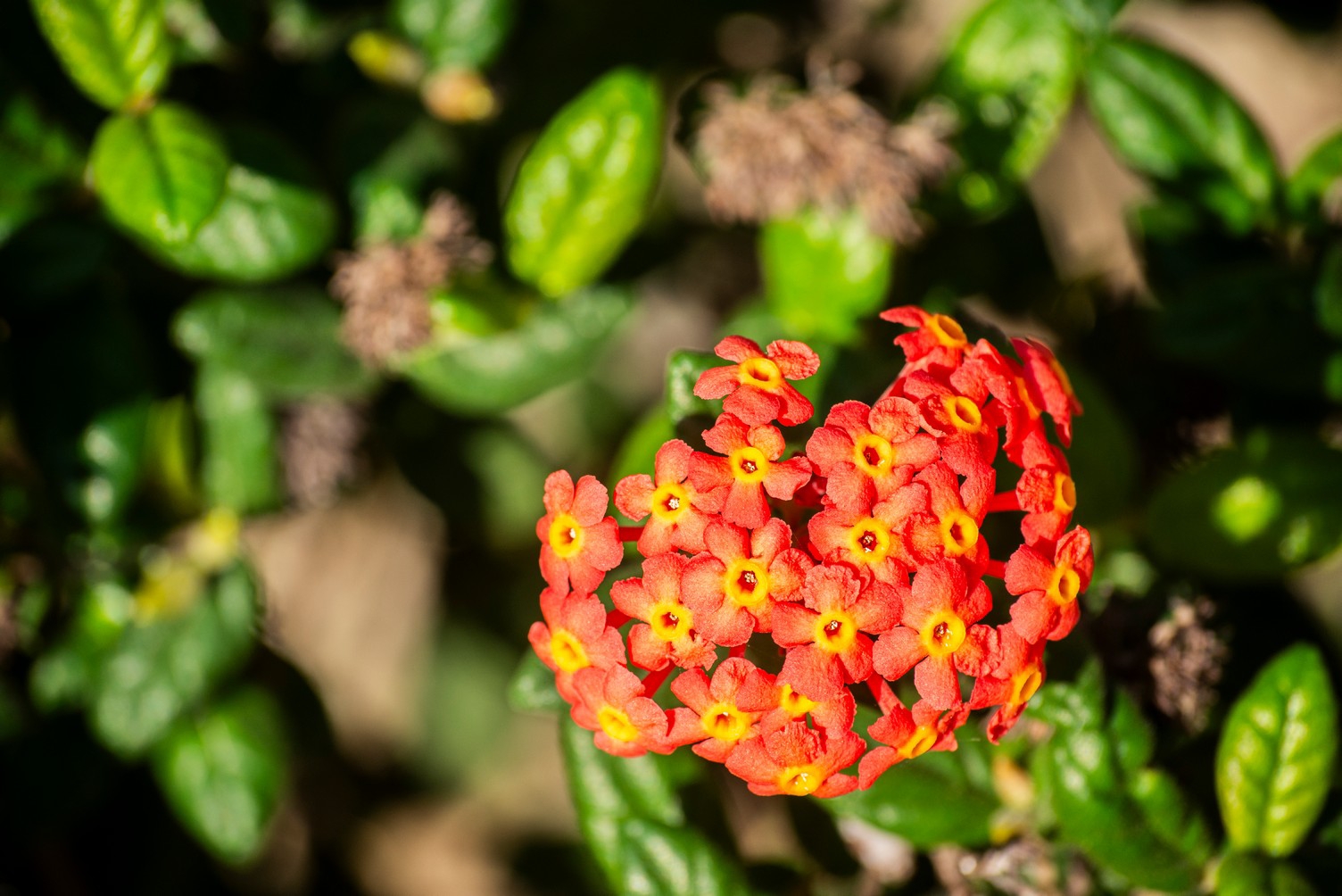Ocho metros de botánica costera Ocho metros de botánica costera