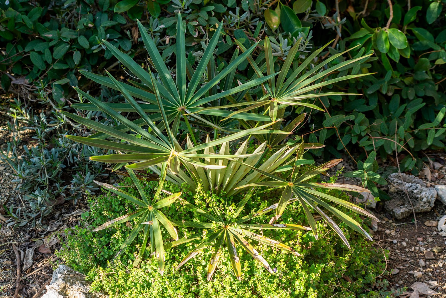 Ocho metros de botánica costera Ocho metros de botánica costera