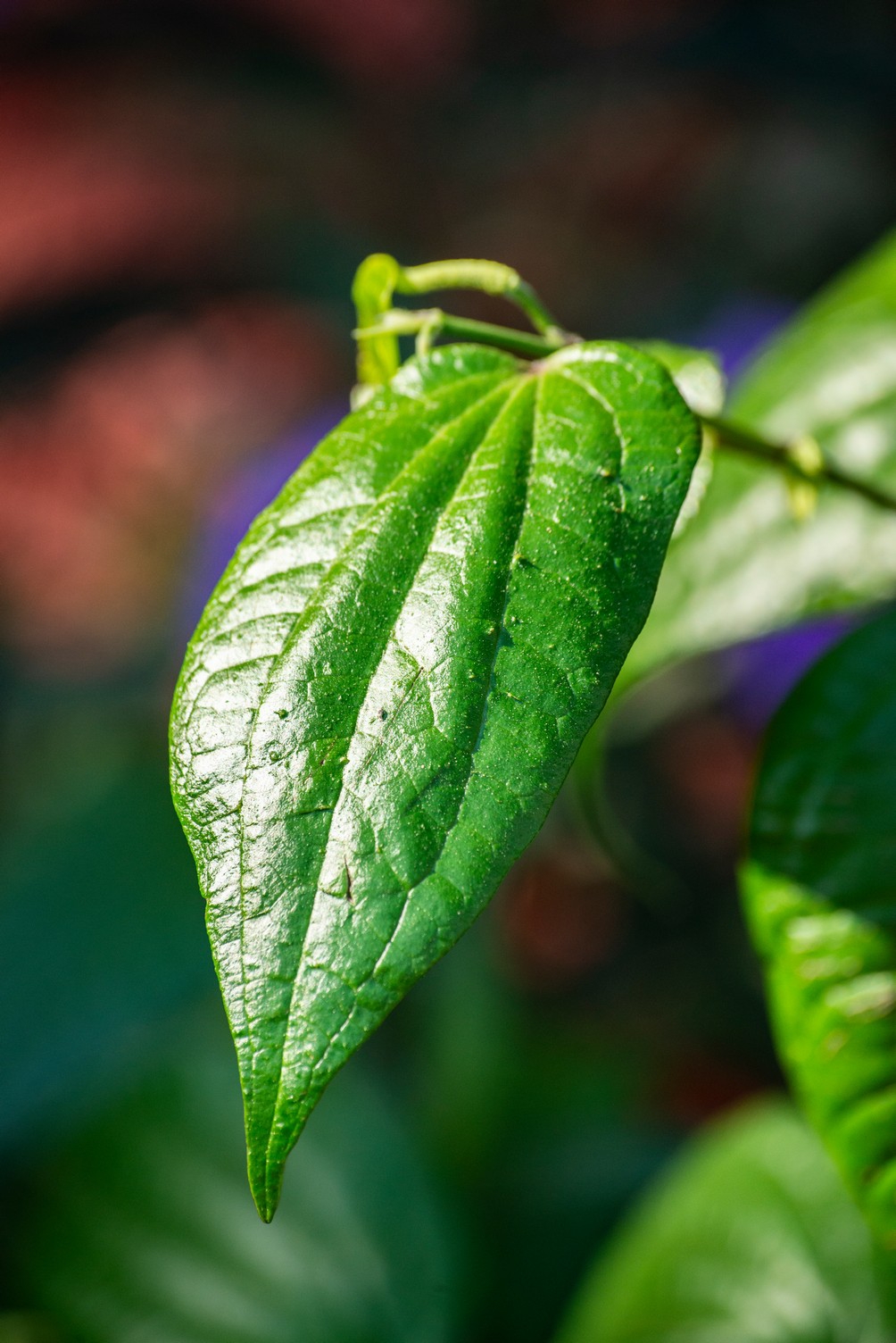 Ocho metros de botánica costera Ocho metros de botánica costera