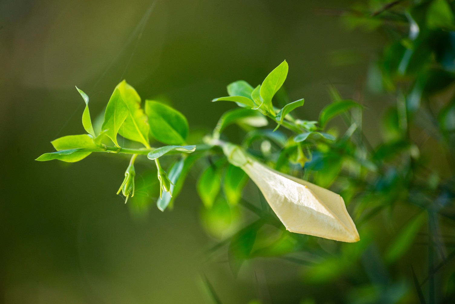 Ocho metros de botánica costera Ocho metros de botánica costera