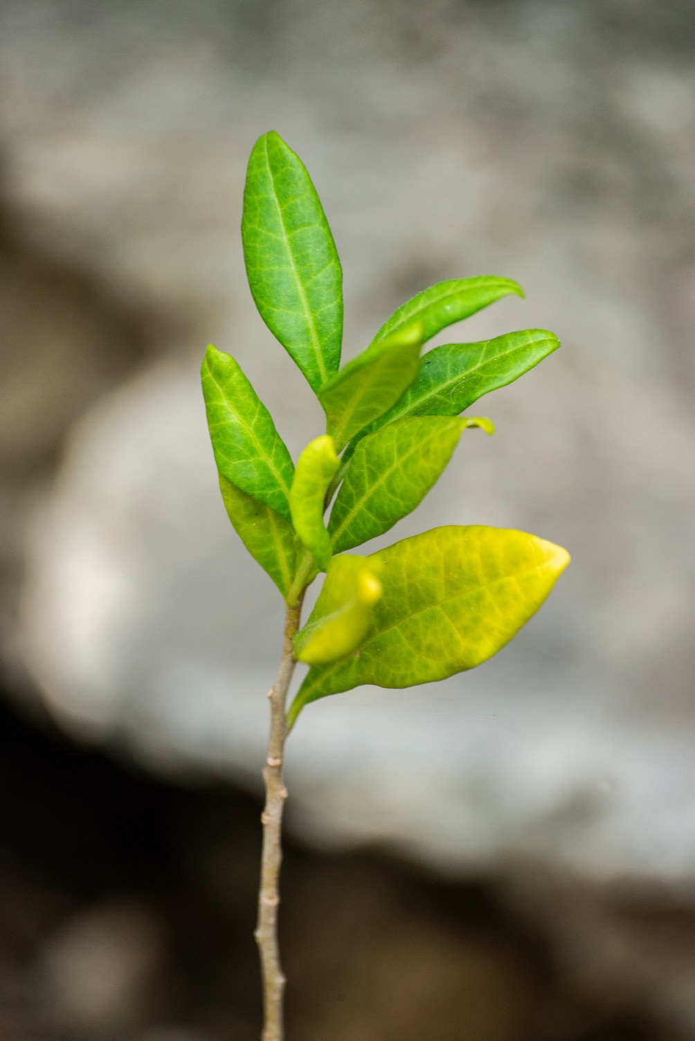 Ocho metros de botánica costera Ocho metros de botánica costera