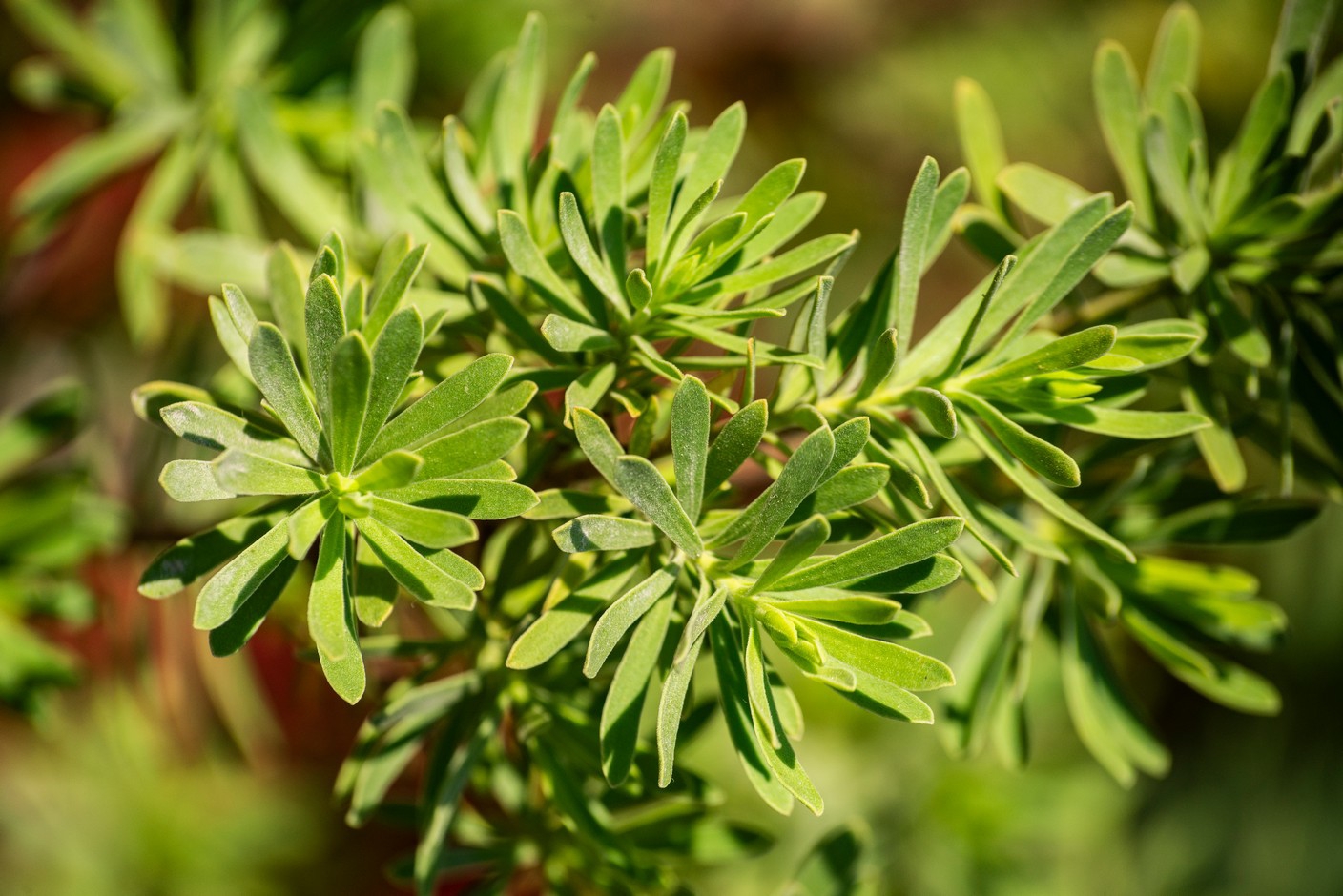 Ocho metros de botánica costera Ocho metros de botánica costera