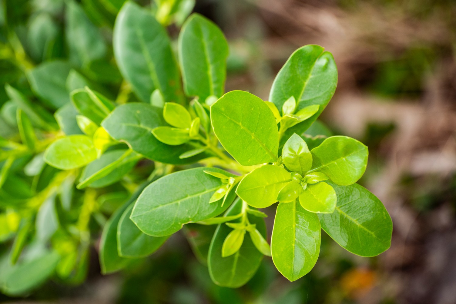 Ocho metros de botánica costera Ocho metros de botánica costera