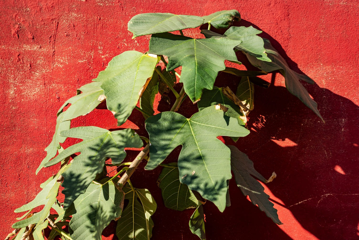 Ocho metros de botánica costera Ocho metros de botánica costera