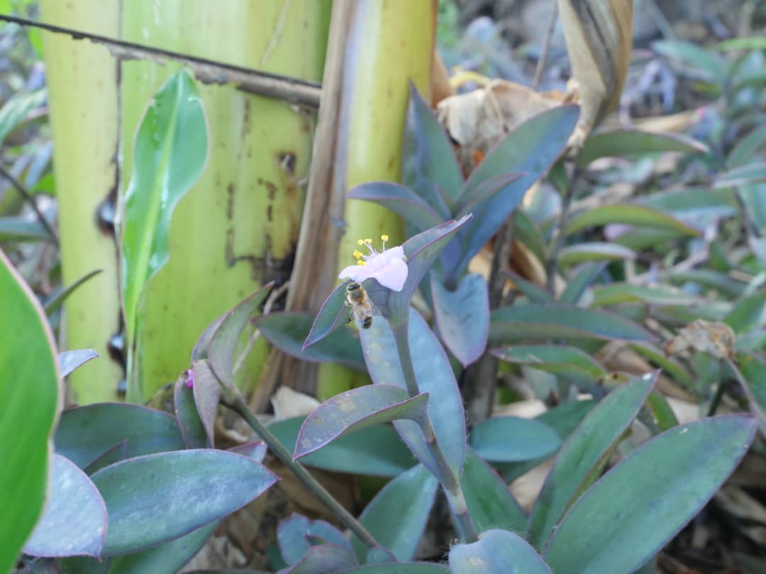 Florido amanecer en la campiña (+Fotos) Florido amanecer en la campiña (+Fotos)